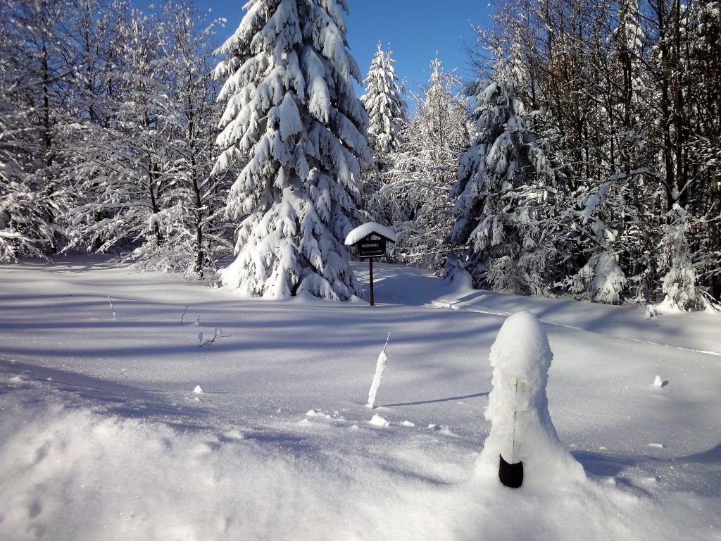 Winterlandschaft mit schneebedeckten Tannen