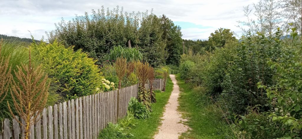 Sommerliche Gartenlandschaft, links verläuft ein Holzzaun, in der Mitte ein Pfad, rechts und links Pflanzen und Gebüsch im Hintergrund
