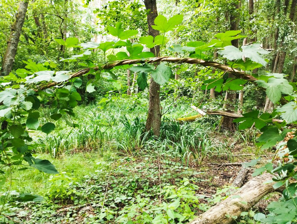 Waldlandschaft in Brandenburg, Blick auf eine Senke mit Grünbewuchs und Baumstamm in der Mitte des Bildes
