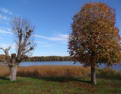 Lesung und Musik